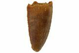 Serrated, Raptor Tooth - Real Dinosaur Tooth #101805-1